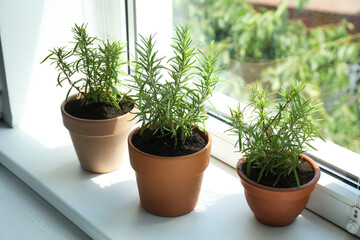 Aromatic rosemary plants in pots on windowsill indoors