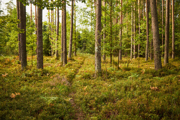 leśna ścieżka  © Marcin Łazarczyk