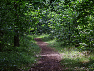 Obraz premium Schattiger Waldweg durch dichten Laubmischwald im Naturpark Barnim nahe der Siedlung Gorinsee, Wandlitz OT Schönwalde, Brandenburg, Deutschland