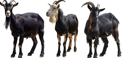 Naklejka premium Black Goat Collection: A Portrait of a Standing Animal Showcasing Its Unique Features, Strong Stance, and Natural Elegance in a Rustic Setting