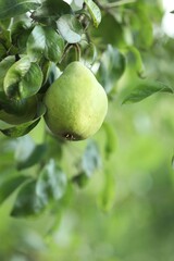 Ripe pears growing on tree in garden, closeup