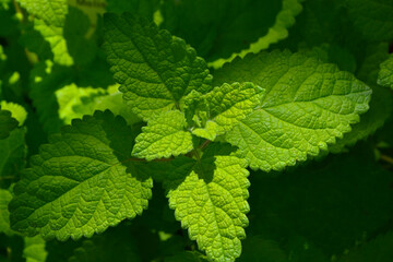 Lemon balm (Melissa officinalis), green leaves, top view