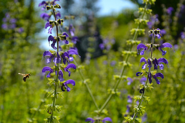 Salvia pratensis (the meadow clary or meadow sage) on the spring meadow