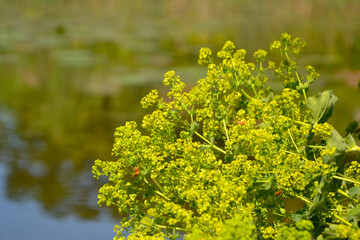 Alchemilla vulgaris (common name Lady's mantle). Yellow wildflower