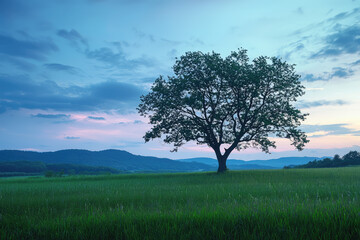 Obraz premium A lone tree stands silhouetted against a sky painted with the soft hues of dusk, inviting serenity and peaceful slumber.