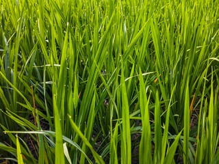 green grass background