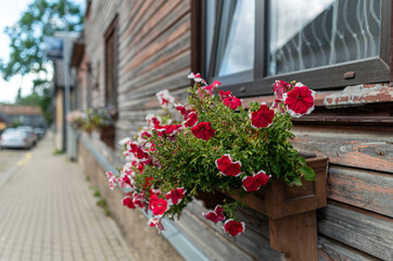 Beautiful petunias blooming in a wooden planter under a window in a quaint village street setting