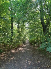 Obraz premium Der Plänterwald in Berlin Treptow