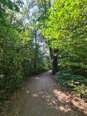 Waldpfad im Sommer im Plänterwald in Berlin Treptow