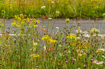 A colorful variety of wildflowers along an urban road in the Dutch town of Zwolle