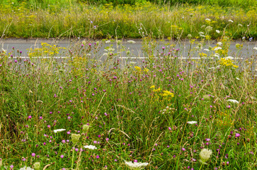 Urban road in the town of Zwolle in the Netherlands with an abundance of wildflowers as a result of a restrictive maintenance policy