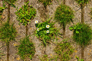 Pavement tiles used on a parking lot in the Netherlands with an open structure enabling grass, daisies and other vegetatation to grow