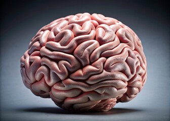 A delicate, wrinkled brain processes thoughts, emotions, and desires, influencing human actions and personalities,