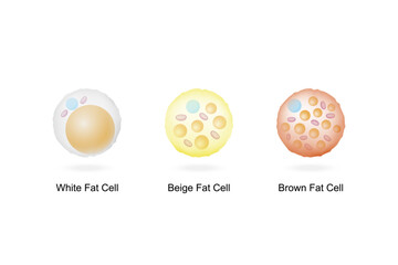 Types of Fat Cells. Adipocytes. Brown, Beige, and White fat cells. Lipid droplets. Vector illustration.	