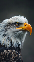 Fototapeta premium The eagle vector image