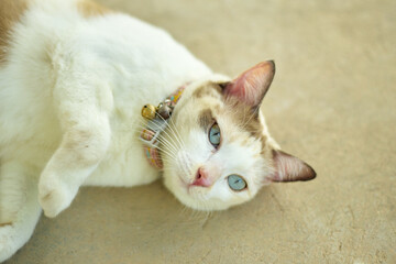 Close up Beautiful white lying