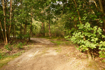 leśna droga © Marcin Łazarczyk