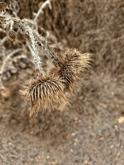 dry plant in the desert