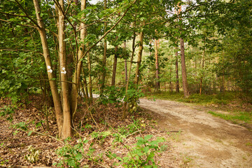 leśna droga © Marcin Łazarczyk