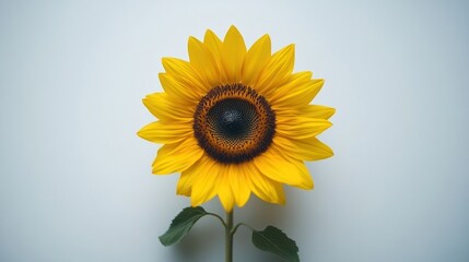 Obraz premium A bright sunflower with yellow petals and a dark center is displayed prominently against a minimalist background