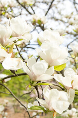 White magnolia flowers. Flower bud on a tree branch in the garden. Spring blooming nature