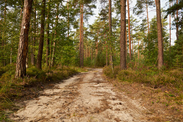 leśna droga © Marcin Łazarczyk