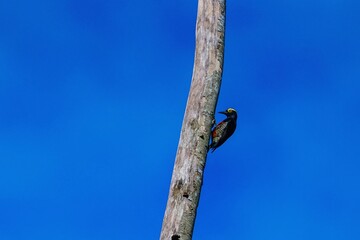 Woodpecker on a tree trunk