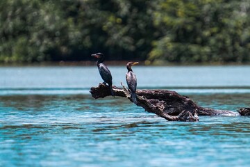 Cormorants perched on a log