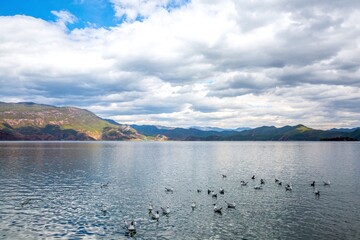 Seagulls floating on a mountain lake