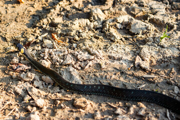 Grass snake crawling across a country road, Natrix natrix. Central Russia