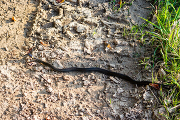 Grass snake crawling across a country road, Natrix natrix. Central Russia