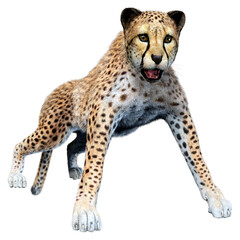 3D Rendering Big Cat Cheetah on White