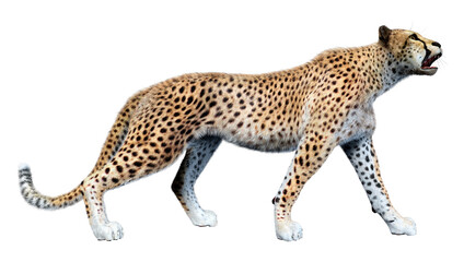 3D Rendering Big Cat Cheetah on White