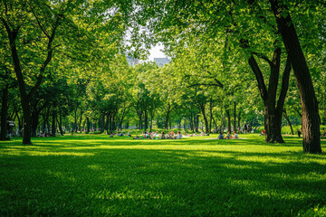 Obraz premium A Tranquil Summer Scene: Families Relaxing on a Lush Green Lawn, Surrounded by Tall Trees, Under a Clear Blue Sky.