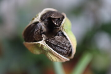 HIPPEASTRUM SUSAN róż Zwartnica Cebula Amarylis