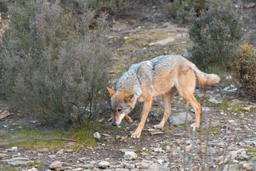 Cautious wolf navigating through a forested area