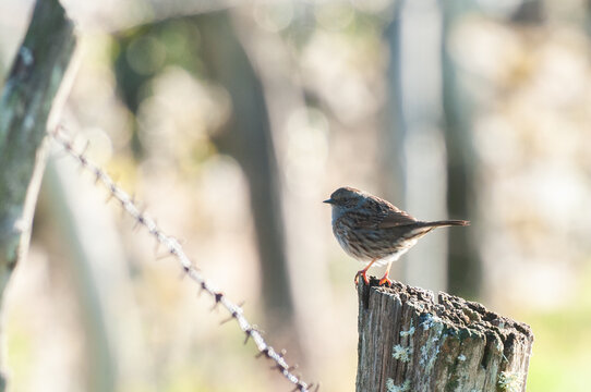Serene European Robin on Fence Post in Nature