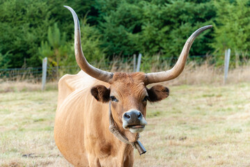 Majestic Cachena Cow with impressive horns in pasture