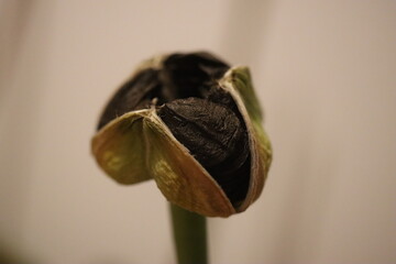 HIPPEASTRUM SUSAN róż Zwartnica Cebula Amarylis