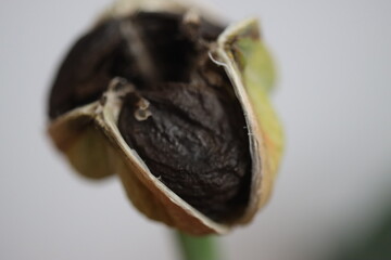 HIPPEASTRUM SUSAN róż Zwartnica Cebula Amarylis