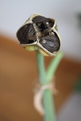 HIPPEASTRUM SUSAN róż Zwartnica Cebula Amarylis