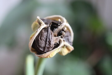 HIPPEASTRUM SUSAN róż Zwartnica Cebula Amarylis