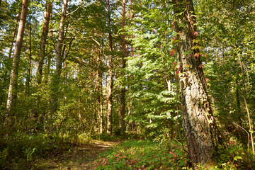 leśna ścieżka  © Marcin Łazarczyk