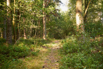 leśna ścieżka  © Marcin Łazarczyk