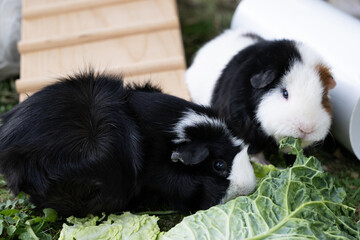 Meerschweinchen tier natur herde