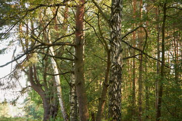 drzewa,las  © Marcin Łazarczyk