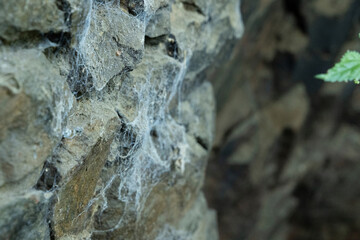 spinne netz natur