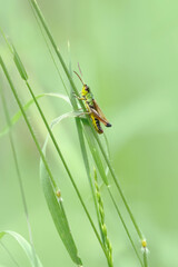 A Meadow Grasshopper (Pseudochorthippus parallelus)