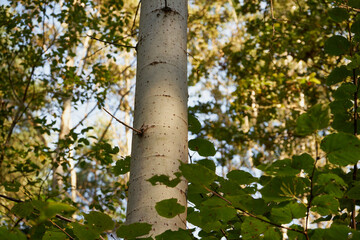 topola,las  © Marcin Łazarczyk
