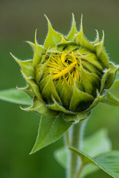 Close-up shot of a young sunflower beginning to bloom